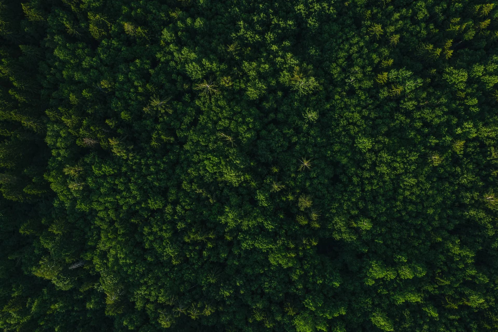 Oloolua Forest, Nairobi